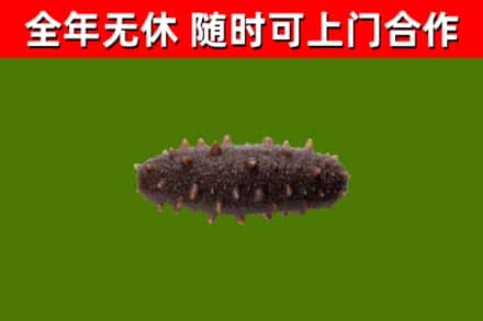 北屯烟酒回收干海参.jpg